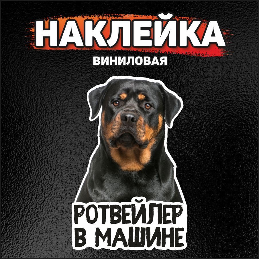 Наклейка на автомобиль, DANGER DOG, Ротвейлер в машине - купить по выгодным  ценам в интернет-магазине OZON (852487552)