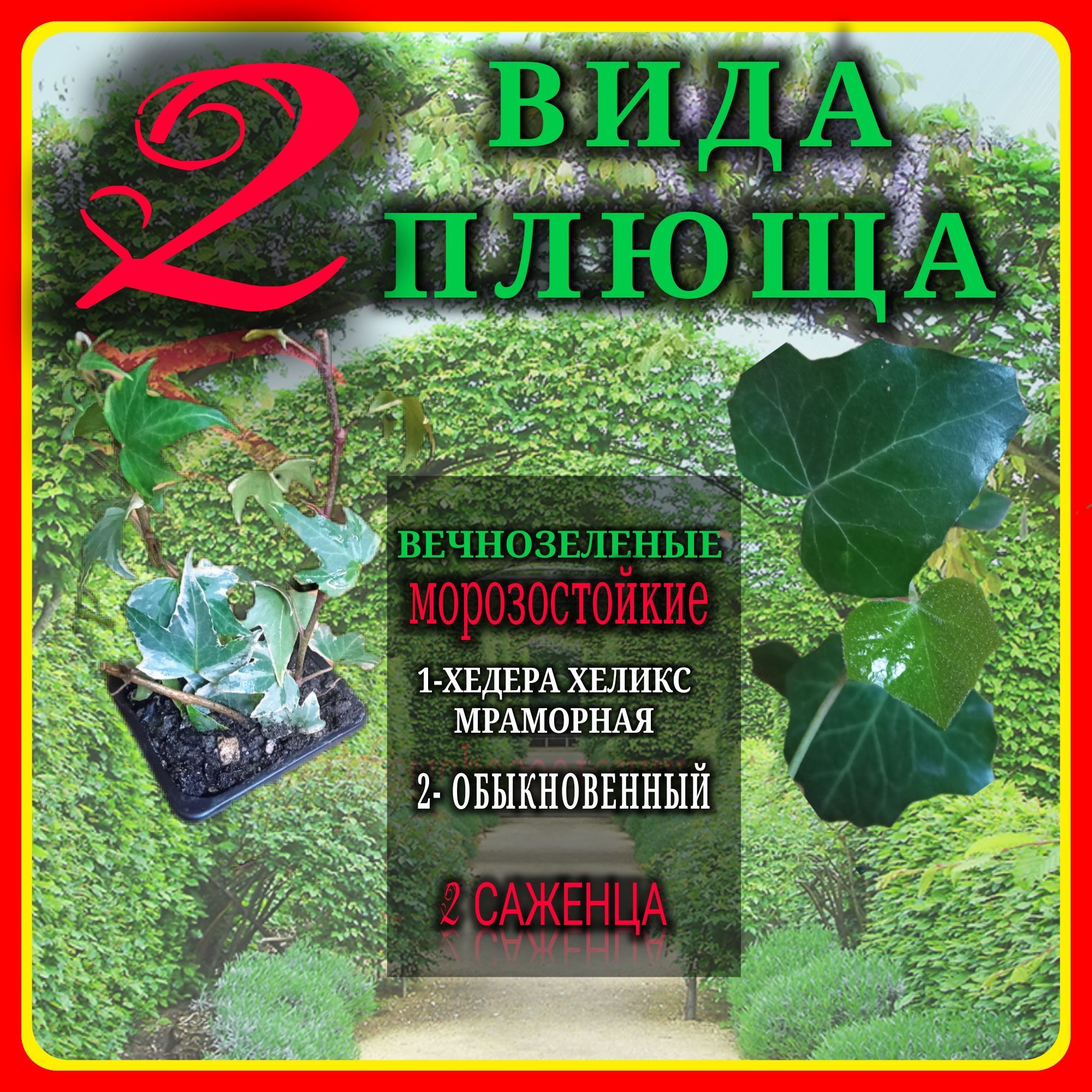 Купить Плющ Садовый Вечнозеленый Морозостойкий