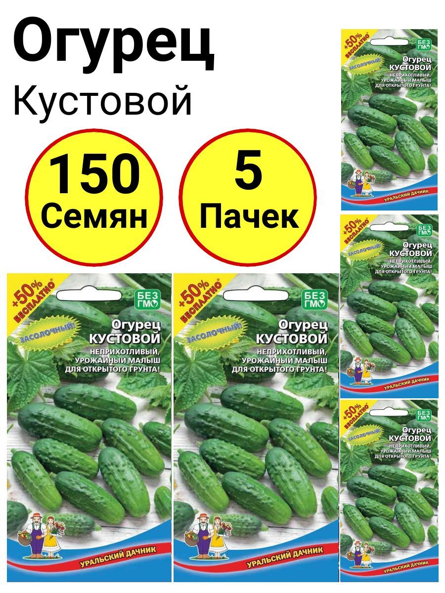 Купить Семена Огурцов Кустовой