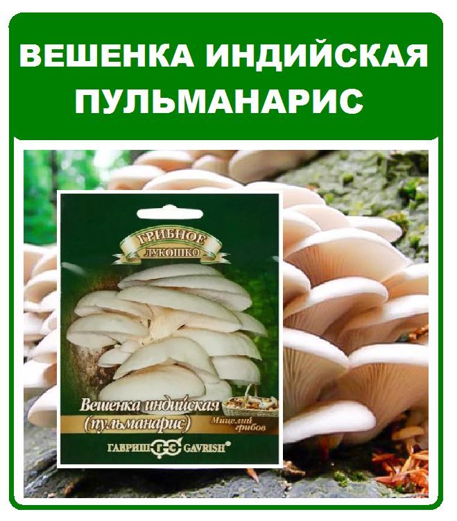 Грибы Вешенка индийская Пульманарис мицелий грибов на палочке 12шт. Гавриш