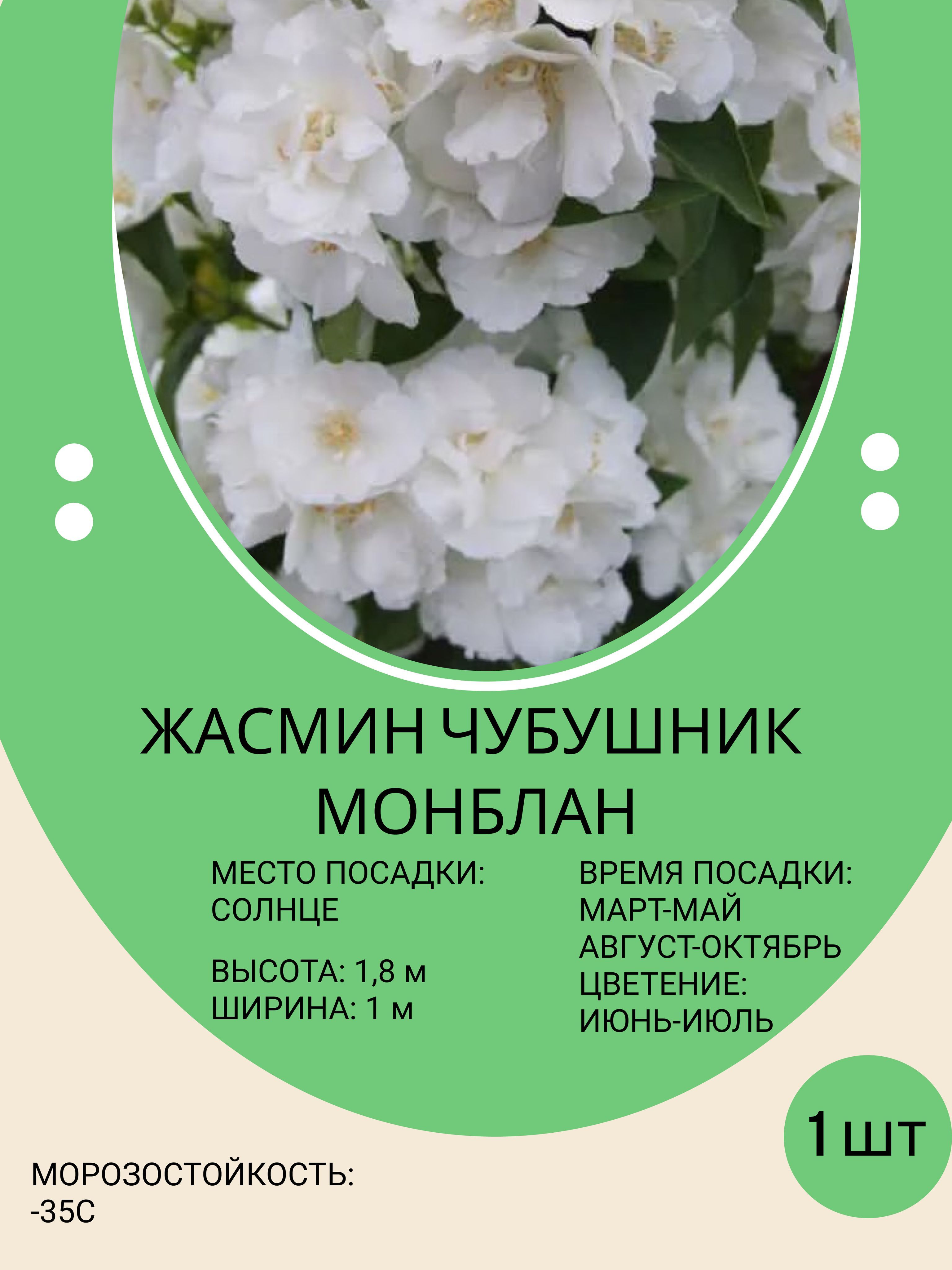 Саженцы Жасмина Купить В Москве С Доставкой