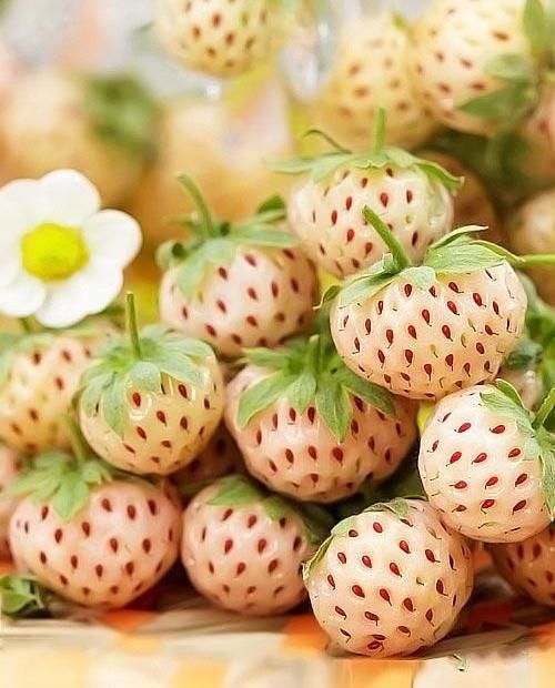 КлубникаремонтантнаяПайнберрисаженец5шт.