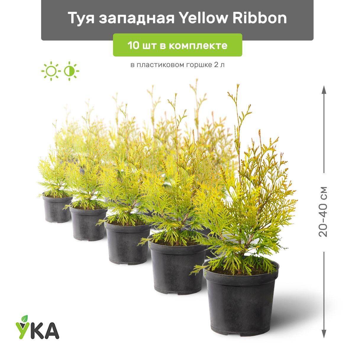 Туя Yellow Ribbon Фото