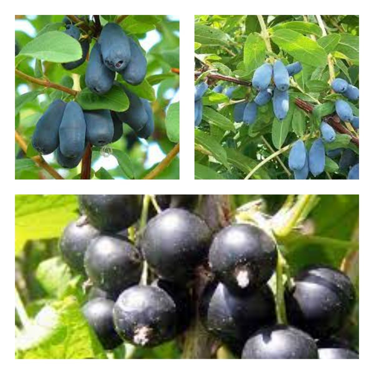 крыжовник жимолость. жимолость черная лесная. ягоды жимолость смородина. жимолость бакчарский великан. гибрид смородины и голубики.