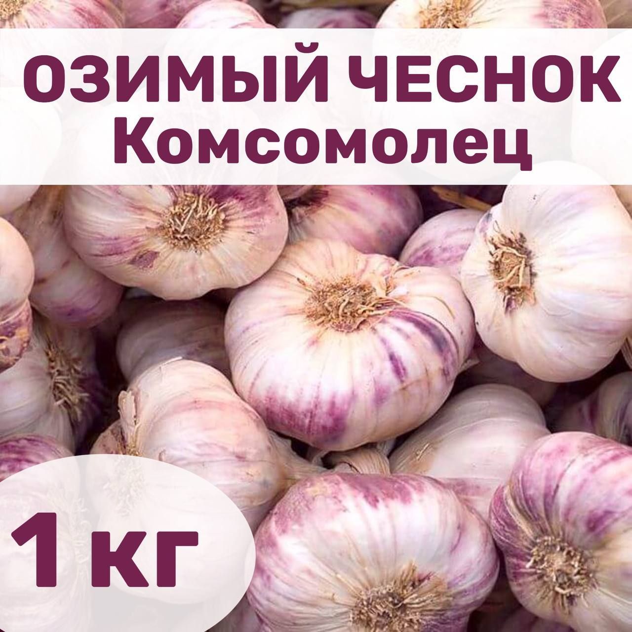 Чеснок Комсомолец Фото