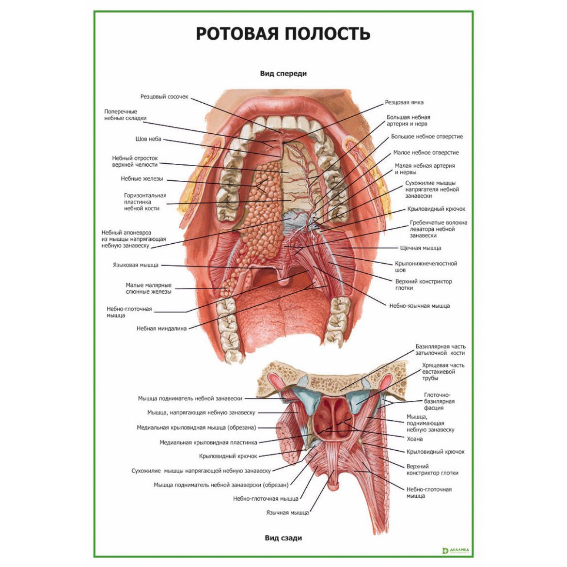 Анатомическая полости рта