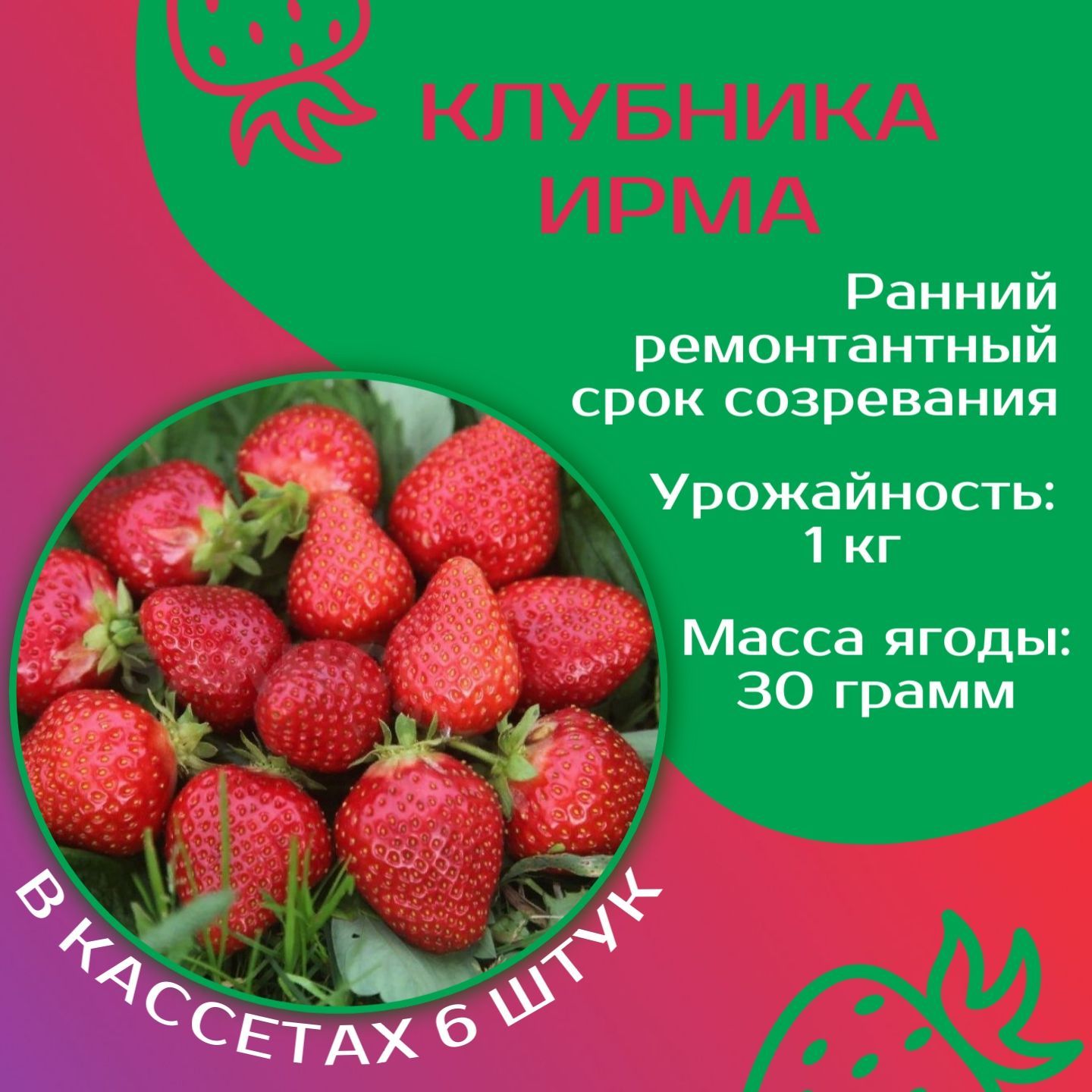 Клубника сирия характеристика и описание. Irma клубника. Сирия клубника описание. Клубника Сирия фото и описание.