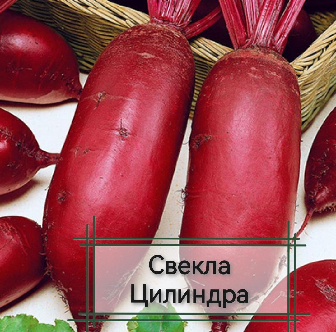 Свекла Славянка Описание Сорта Фото