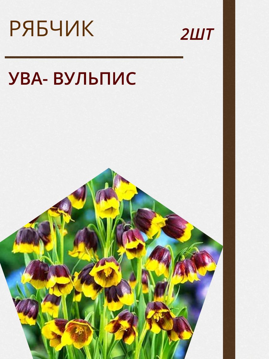 Купить Луковицы Рябчиков Недорого