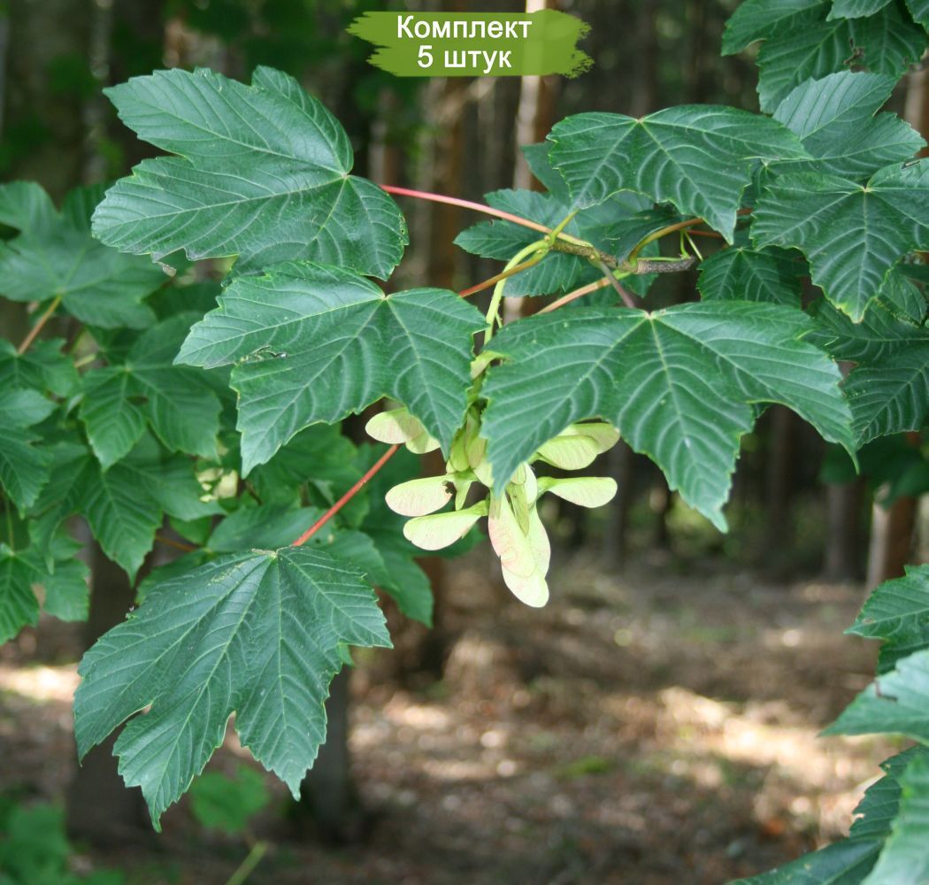 Белый клен. Клён Ложноплатановый Явор. Клен Ложноплатановый (Acer pseudoplatanus). Клён белый, Ложноплатановый, Явор. Клен белый Явор.