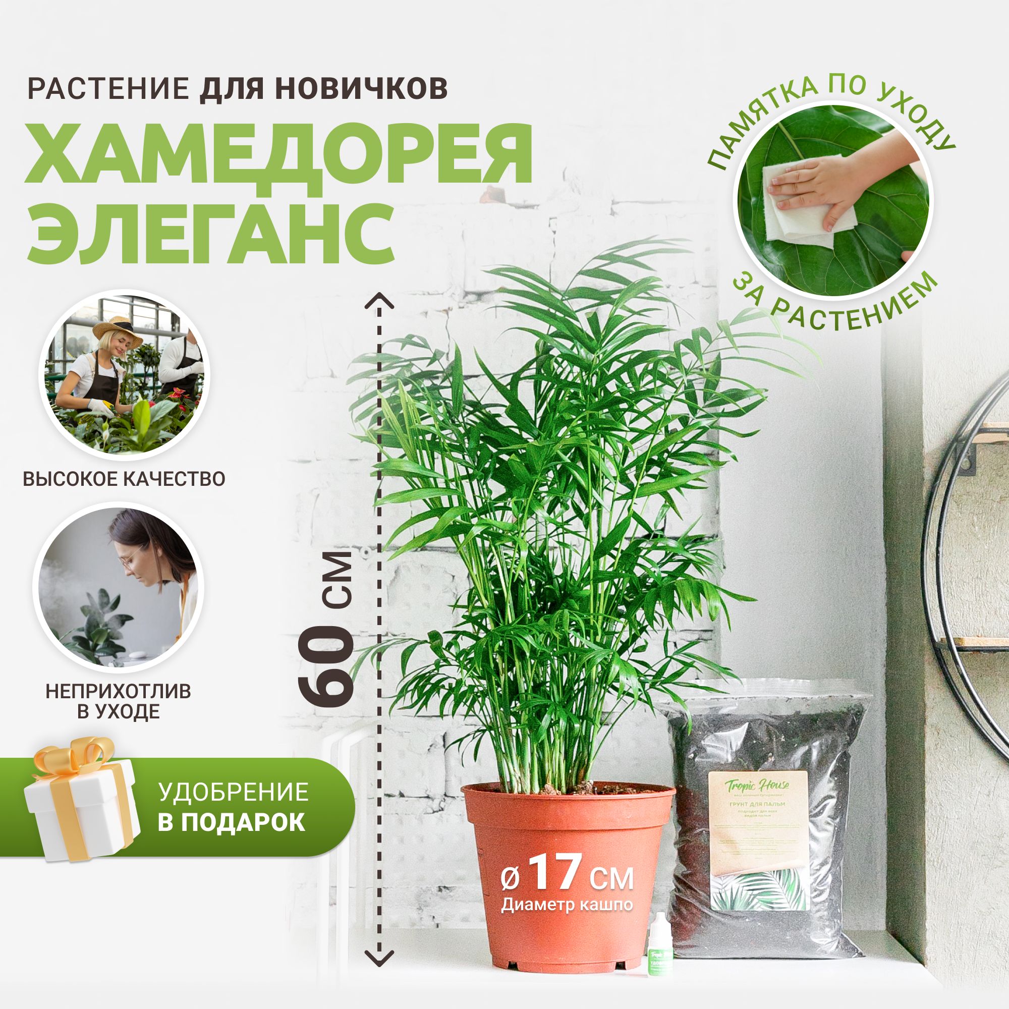 Хамедорея Tropic House, 17 дм, 1 шт - купить по выгодной цене в  интернет-магазине OZON (731583919)