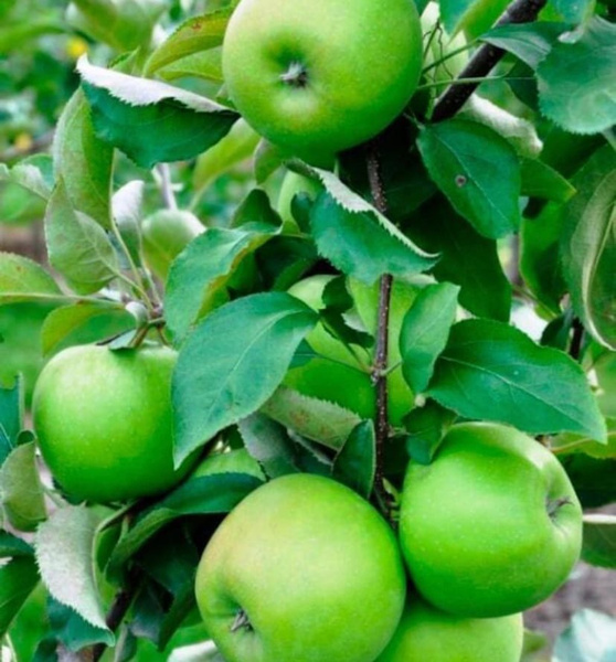 Яблоня Гренни Смит - купить с доставкой по выгодным ценам в интернет ...