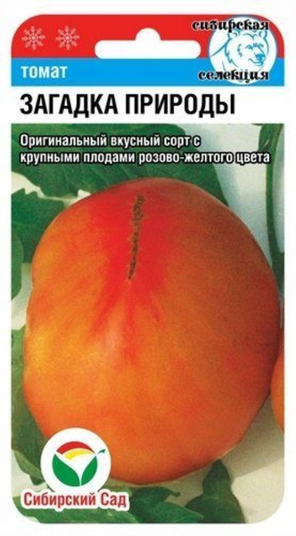 Томат загадка природы отзывы фото урожайность