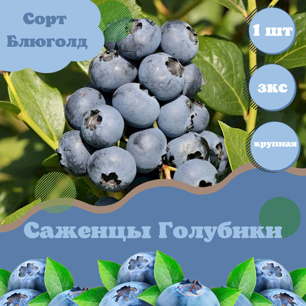 Голубика Высокорослая Блюголд ЗКС крупноплодная морозостойкая, саженец3 ...