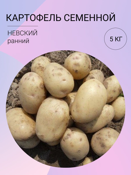 Картофель семенной, клубни картофеля на посадку - купить с доставкой по ...