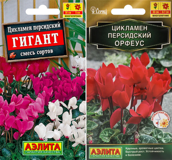 Цикламены Агрофирма Аэлита цикламен - купить по выгодным ценам в ...
