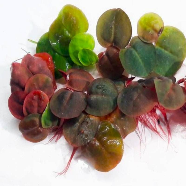 Филлантус плавающий(5 штук) красный - Phyllanthus fluitans.Живое ...