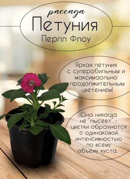 Петунья - купить по выгодной цене в интернет-магазине OZON (938375353)