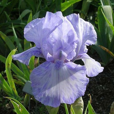 Луковицы Ирисы МастерСад купить по выгодной цене в интернет-магазине ...