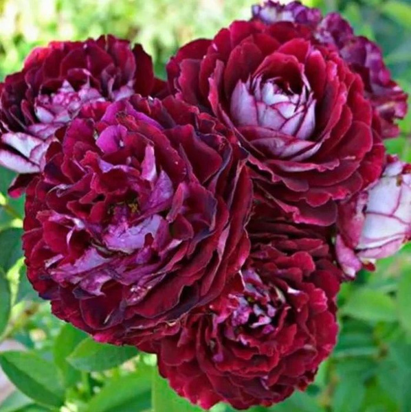 Роза Бель Роуз саженец - купить с доставкой по выгодным ценам в интернет-магазин