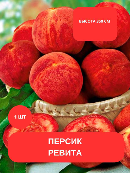 Клубни купить по выгодной цене в интернет-магазине OZON (1187395518)