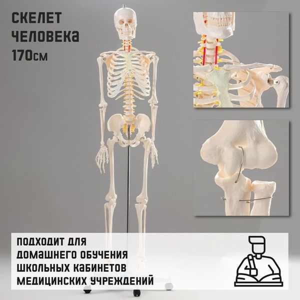Макет "Скелет человека", анатомическая 3D модель опорно-двигательного ...