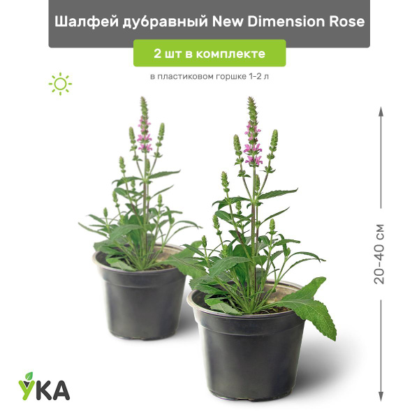 Шалфей дубравный New Dimension Rose (Нью Дименш Роуз) 20-40 см в ...
