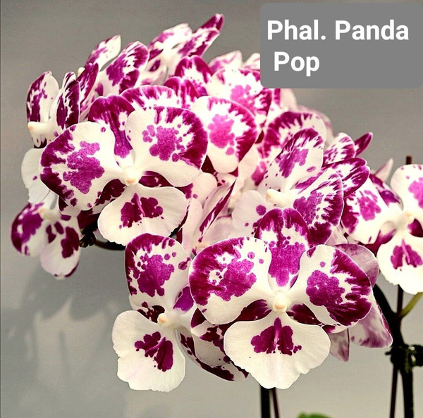 Панда поп орхидея фото Орхидея Phal. Panda Pop не цветущие горшок 2,5'' - купить по выгодной цене в инт