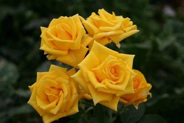 Роза Marisa (Мариса) - купить с доставкой по выгодным ценам в интернет ...