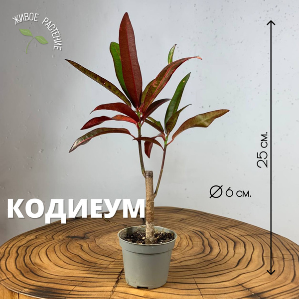 Кодиеум, Кротон Plants Bel House, 6 дм, 1 шт - купить по выгодной цене ...