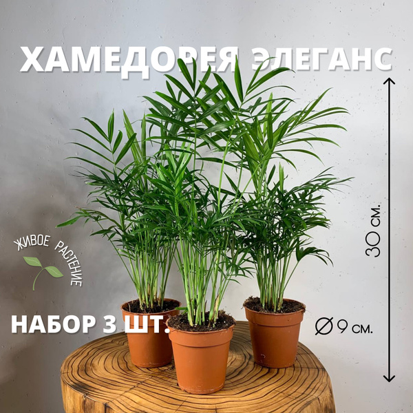 Хамедорея Plants Bel House светло-зеленый, темно-зеленый, 9 дм, 3 шт ...