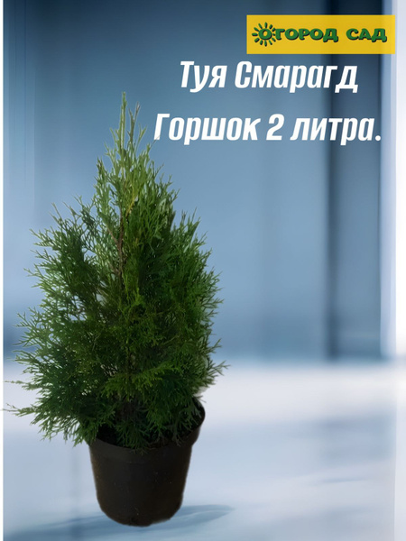 Туя западная Смарагд Smaragd С2 35-40 см - купить с доставкой по ...