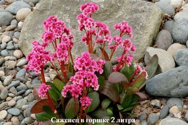 Бадан Пинк Драгонфлай (Pink Dragonfly) C2 купить на OZON по низкой цене ...