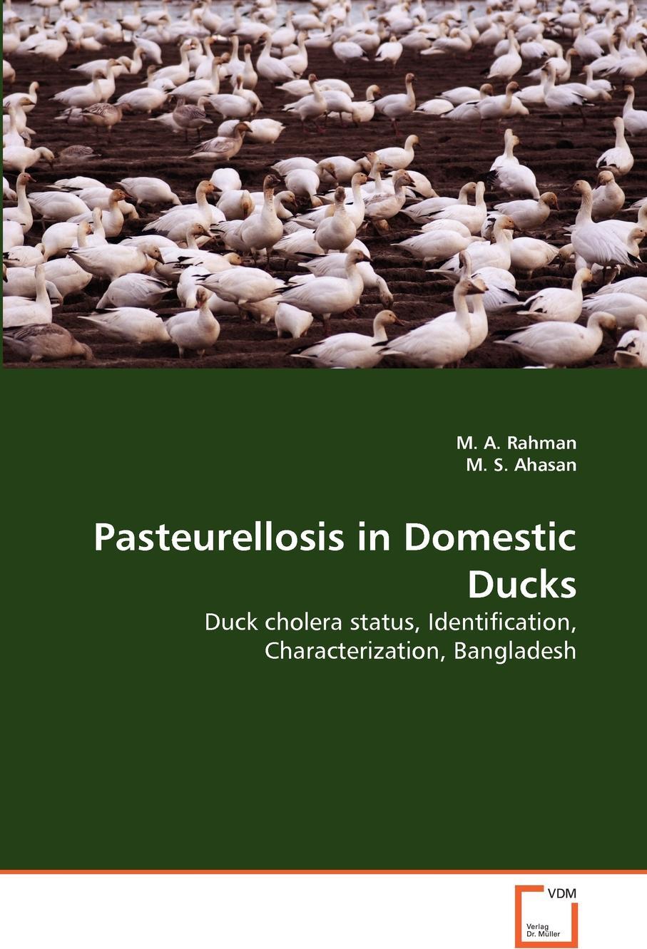 фото Pasteurellosis in Domestic Ducks