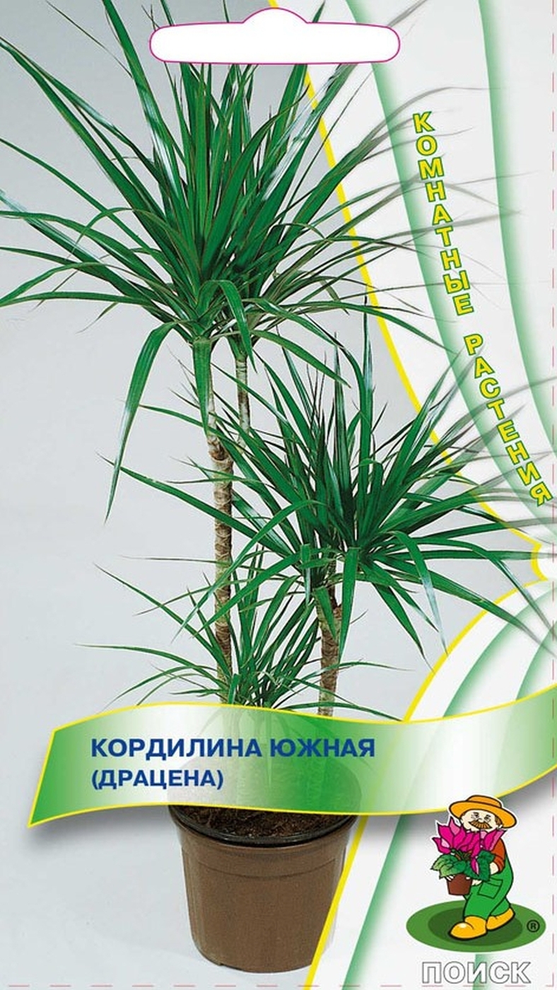 Комнатные растения. Кордилина южная (драцена) 5шт. Набор из 3-х ...