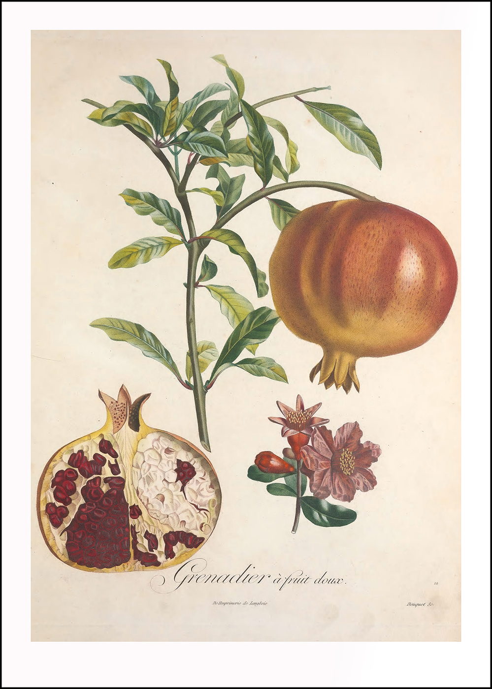 Punica granatum иллюстрация Ботаническая