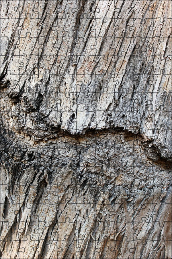Серая древесина. Лай дерева. Лай дерева. Текстура сруба дерева. Дерево крупным планом.