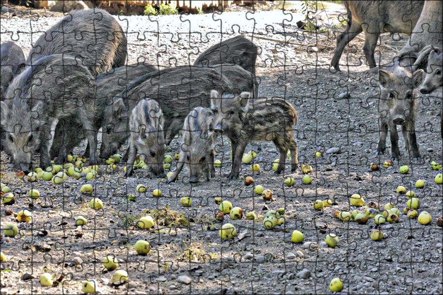 Фото 3 кабанов убитых на охоте. Какое животное запустили. Какое животное мне выбрать. Анекдоты про кенгуру. Экзотические домашние животные для квартиры.