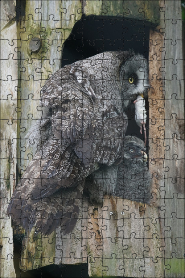Почему пищит сова. Сова в зоопарке. статуя хищной птицы. пазл ethnic owl сова. серая сова фото.