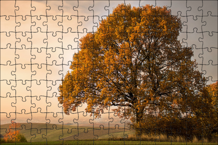 Sugar Maple - The King of the Shade Trees - Knecht's Nurseries & Landscaping Map