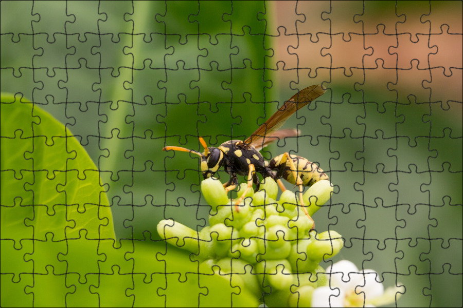 selective focus photography of yellow and black bumblebee on leaf Bee, Dangerous