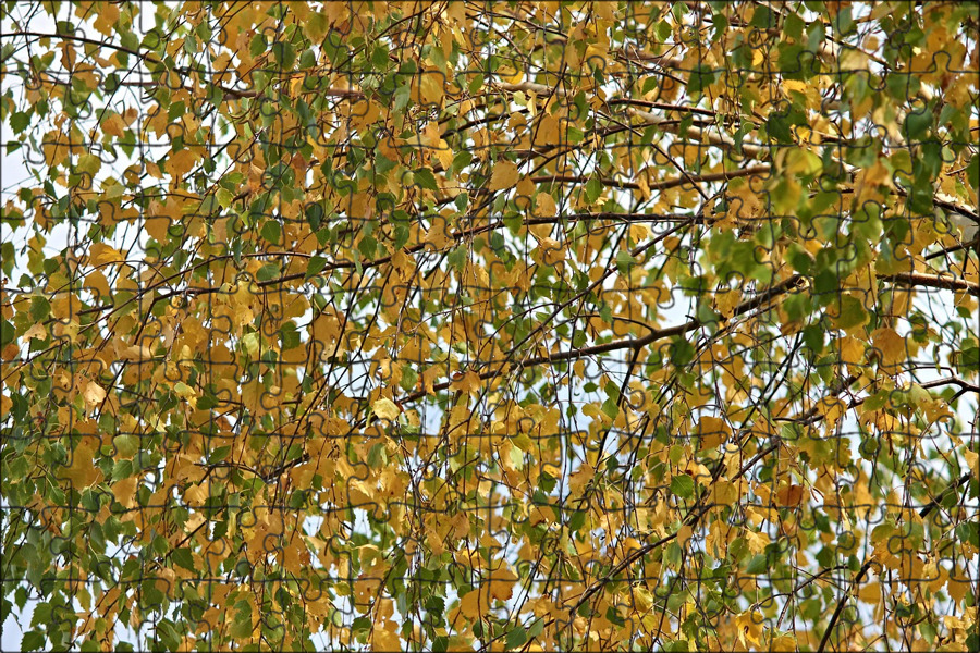 Тихо падают с берез осенние листья выписать. Текстура листвы березы. autumn birch. yellow birch.