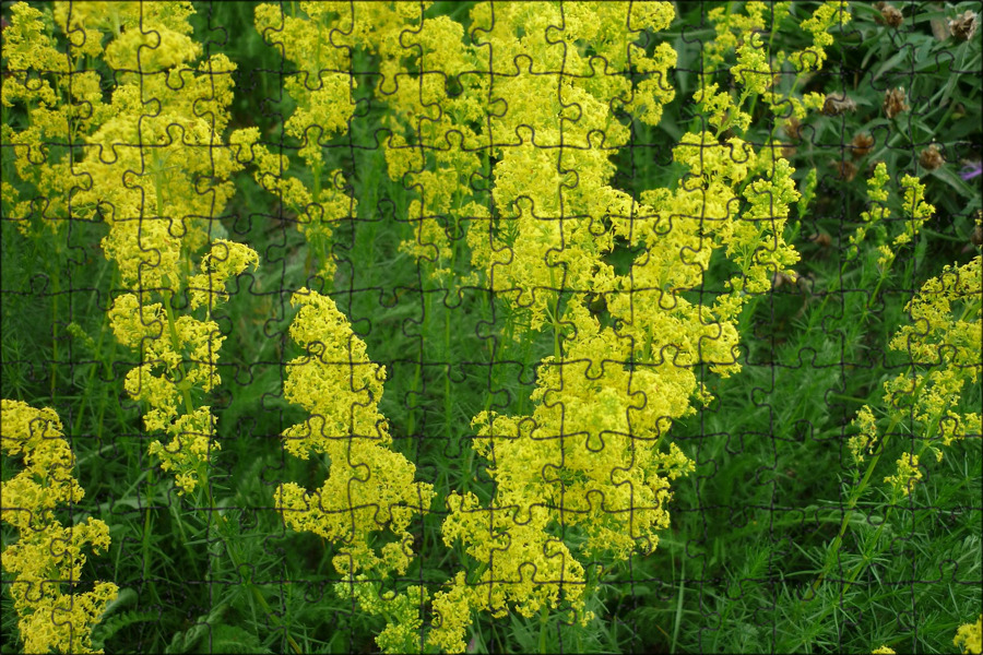 Dog owners hit out at weedkiller use in St Ouen Bailiwick Express Jersey