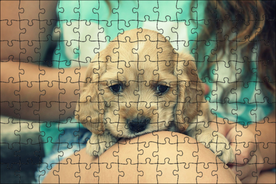 Dogs is little. Dogs is little