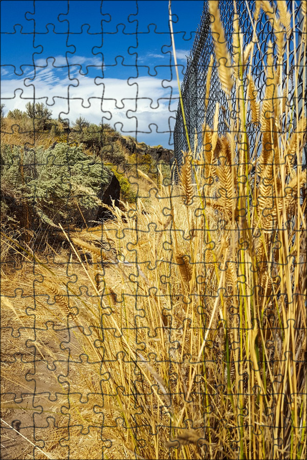 Yellow grasses. Трава фон. Yellow grasses. Желтая трава. Сухая трава фото.