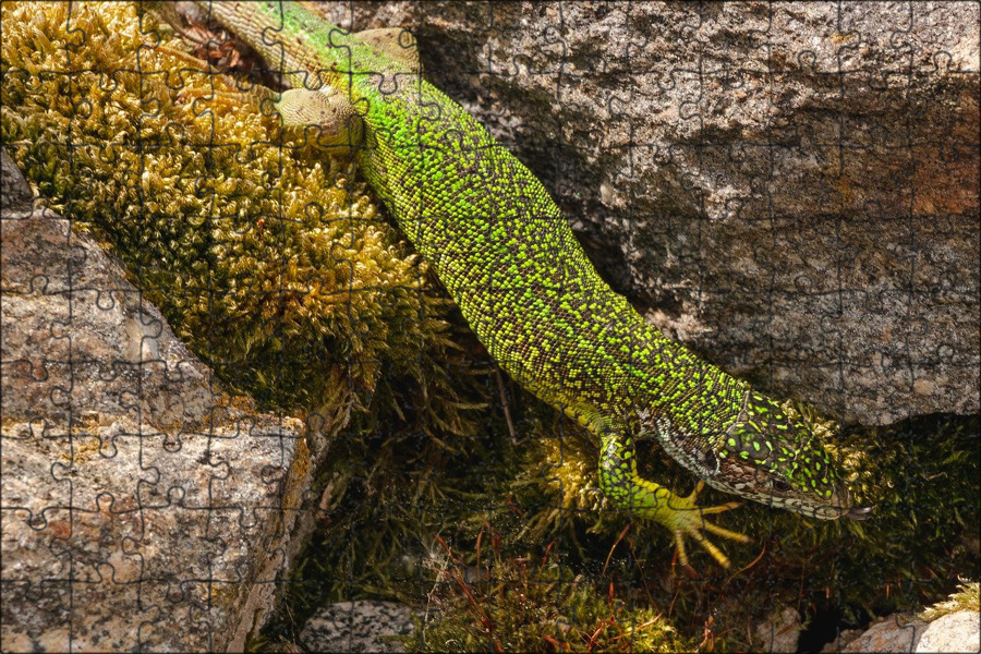 Green Salamandra