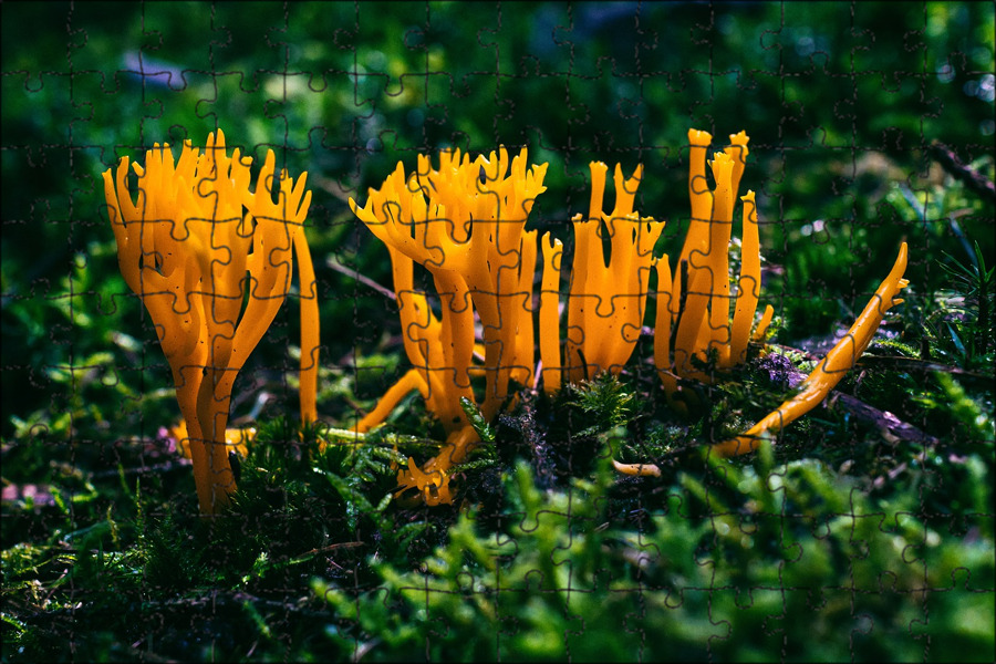 File:Ramaria stricta 58822873.jpg - Wikimedia Commons