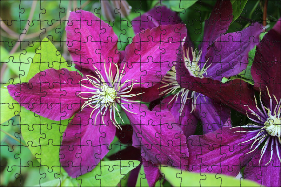 Clematis Sapphire Indigo - Sugar Creek Gardens Clematis plants, Clematis, Clemat