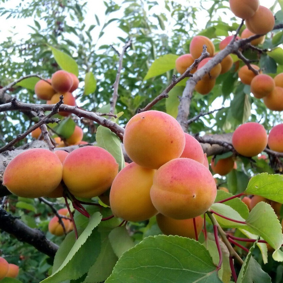 абрикосовый сад в армении