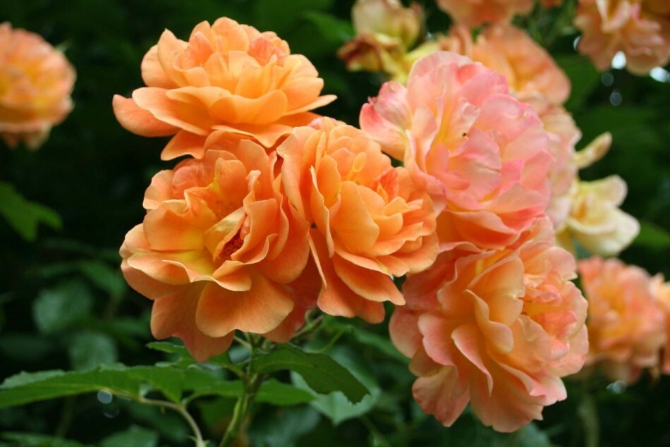Роза парковая Вестерленд — купить в интернет-магазине OZON с быстрой доставкой